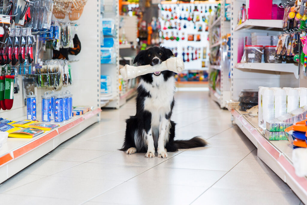 imagem de cachorro segurando um brindquedo na boca dentro de uma loja de produtos para pet